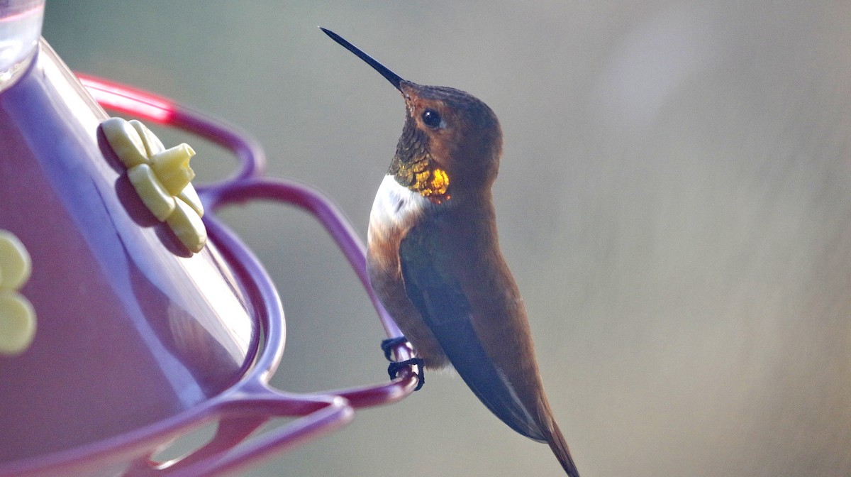 Rufous Hummingbird - Alison Sheehey