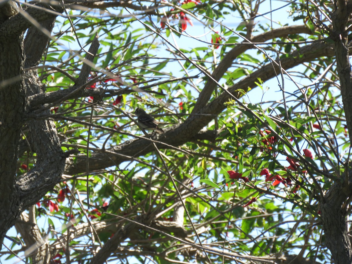 Small-billed/White-crested Elaenia - Pablo CP