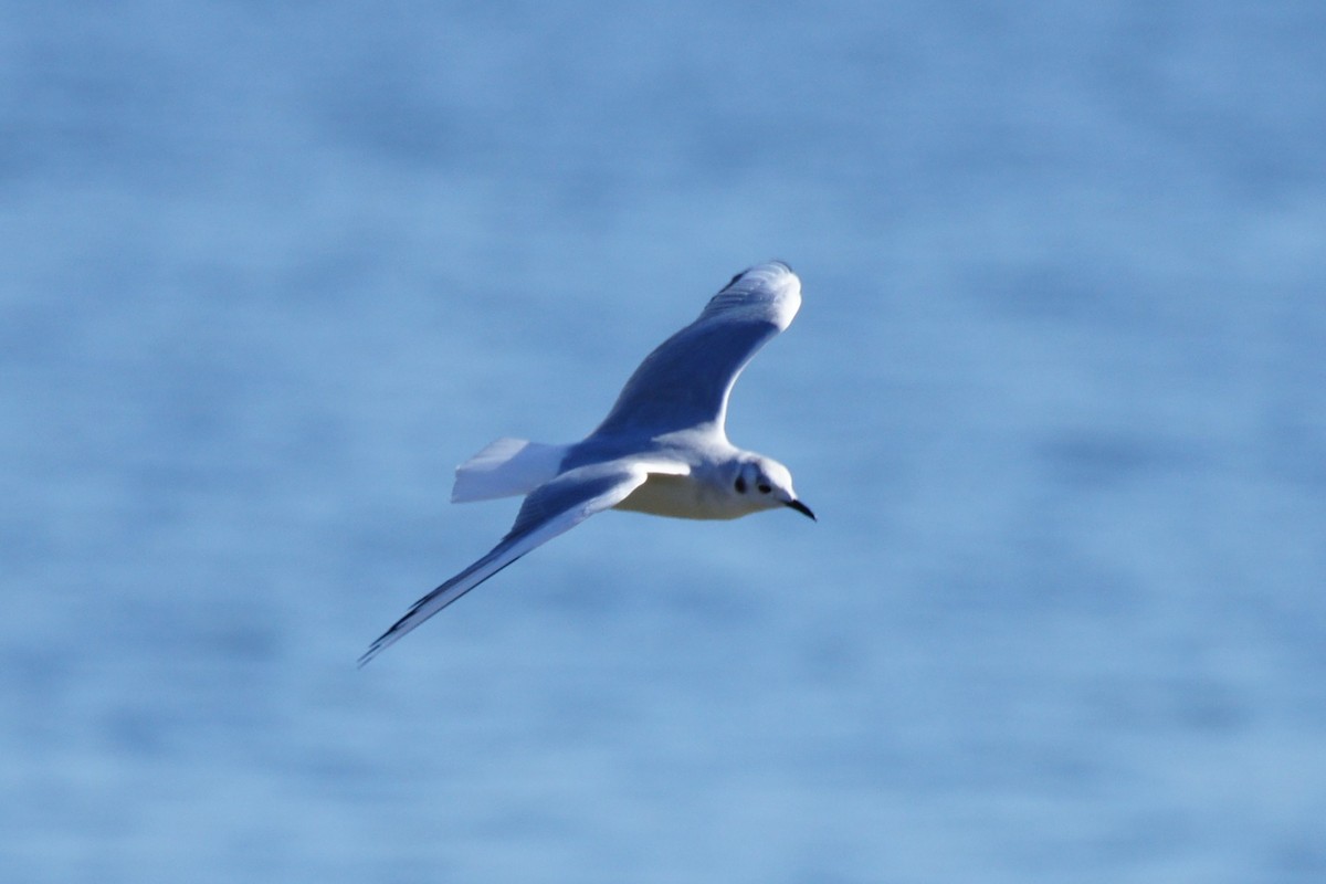 Bonaparte's Gull - ML615929644