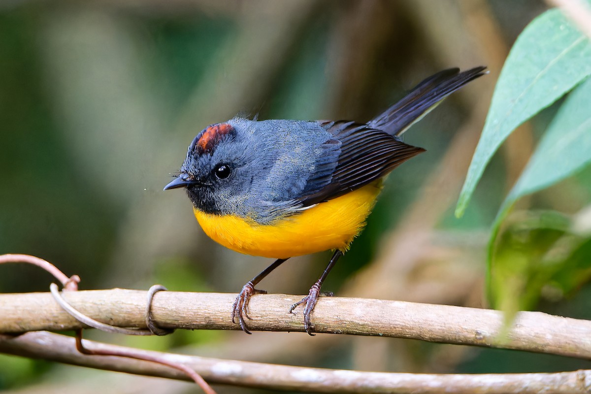 Slate-throated Redstart - ML615929674