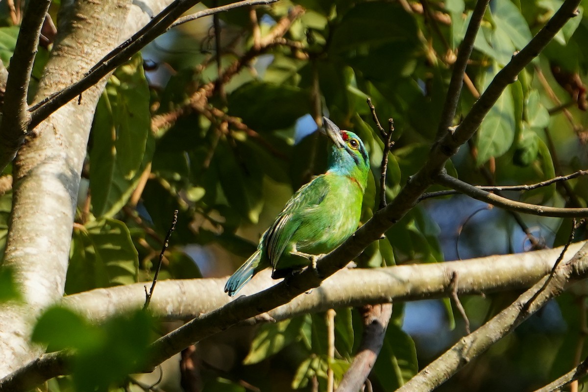 Moustached Barbet - Ana Rivas