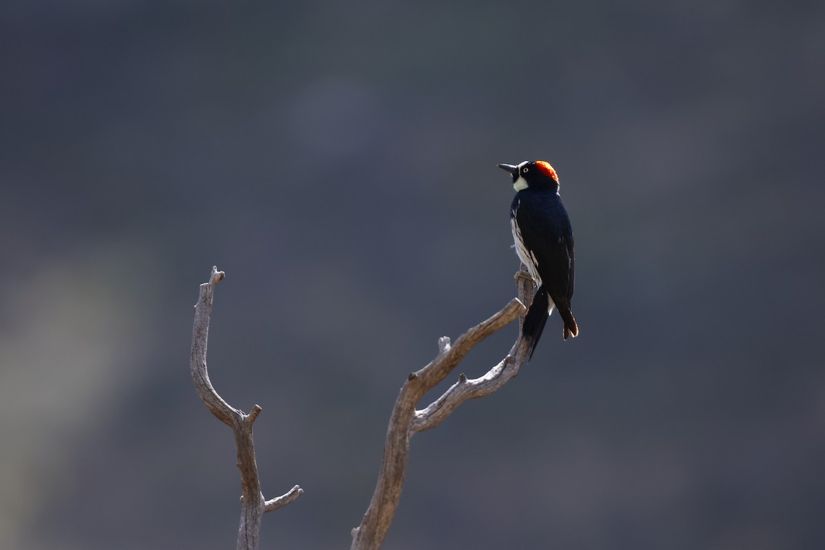 Acorn Woodpecker - ML615929723