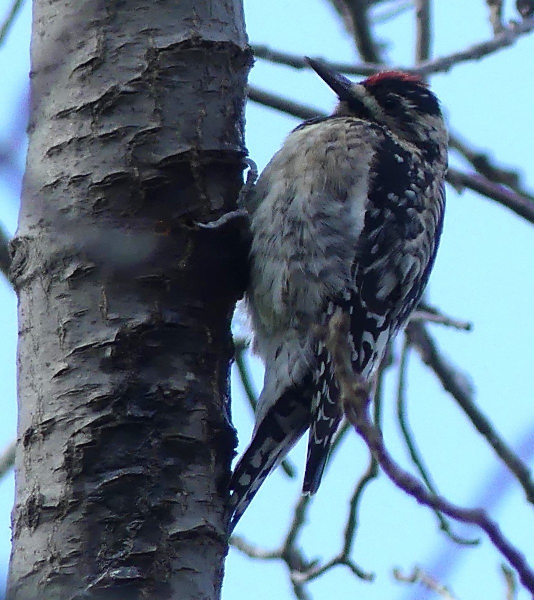 Yellow-bellied Sapsucker - Karen McKinley