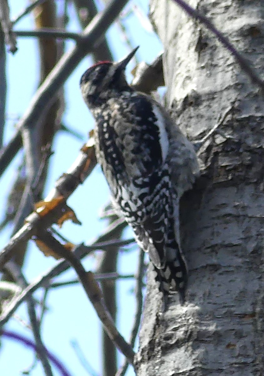 Yellow-bellied Sapsucker - ML615929725