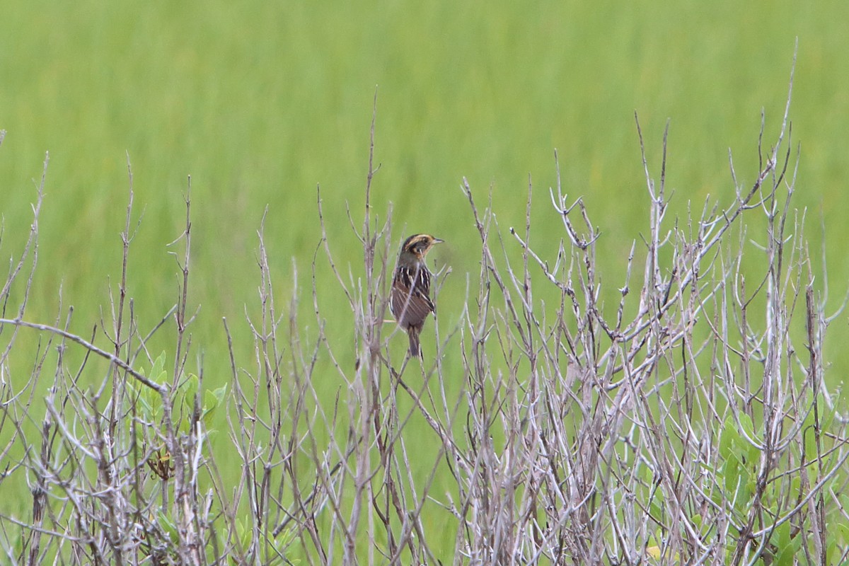 Saltmarsh Sparrow - Yiming Qiu