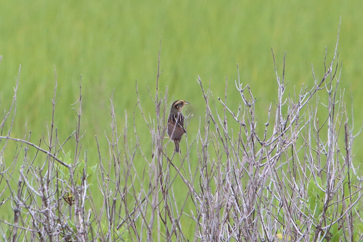 Bruant à queue aiguë - ML615929761