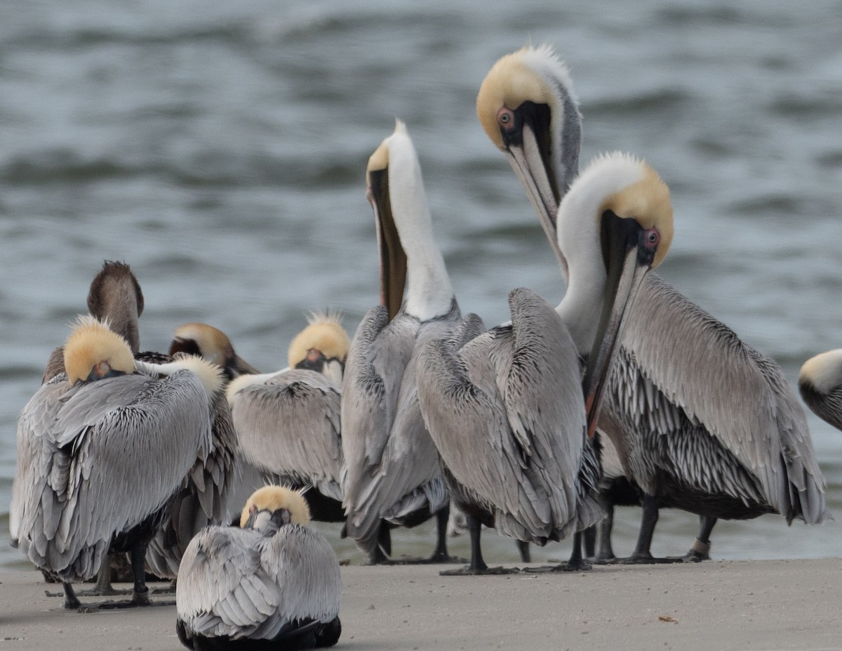 Brown Pelican - Gaylon Vorwaller