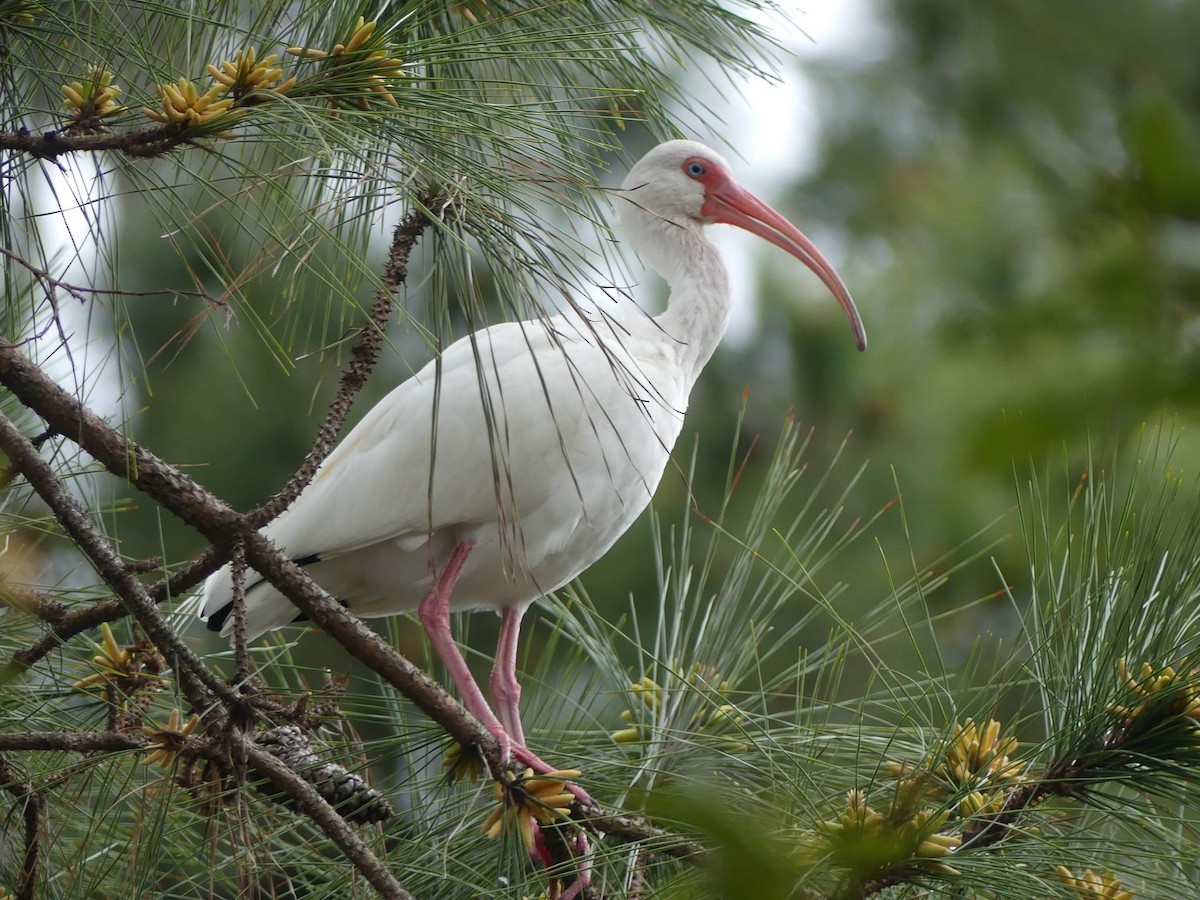 ibis bílý - ML615929910