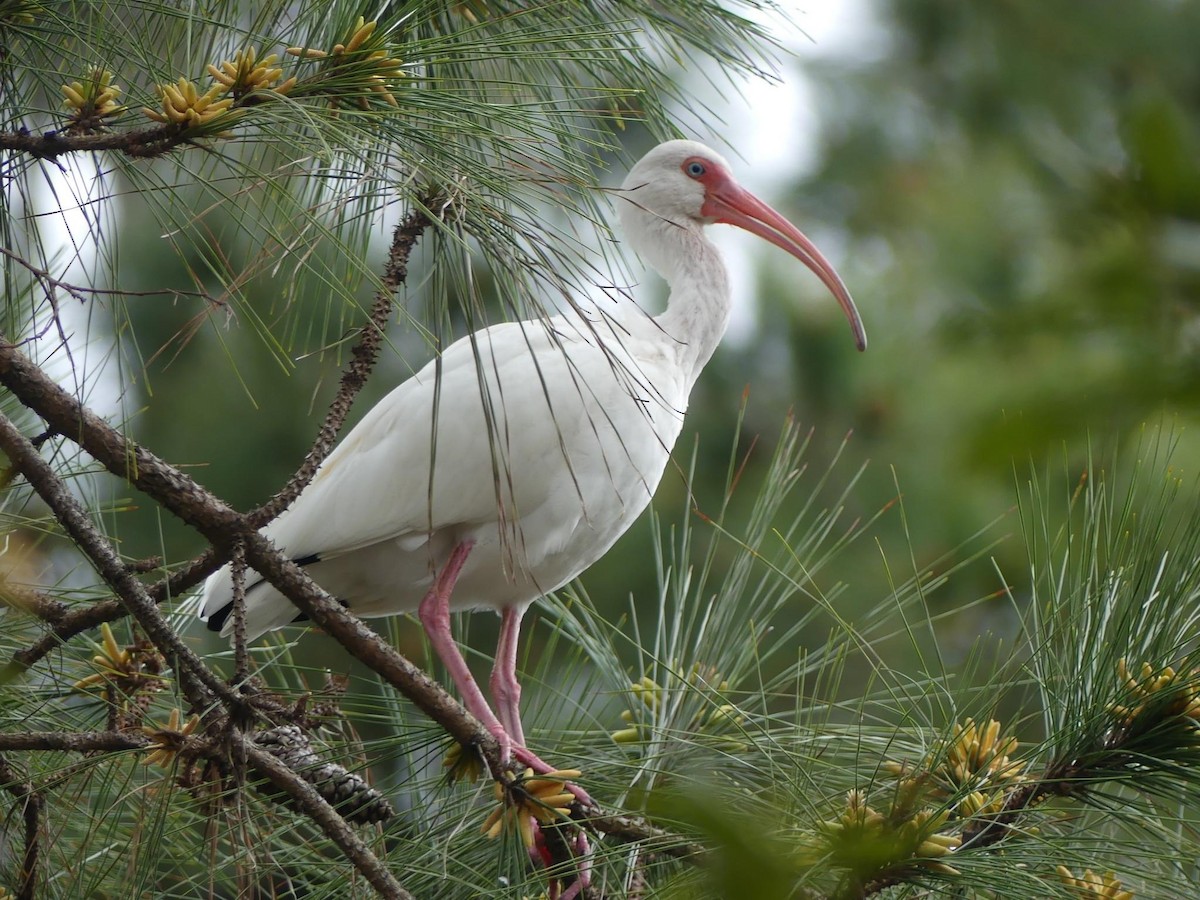 White Ibis - Sandra Spence