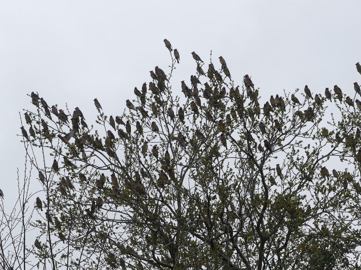 Cedar Waxwing - Sandra Spence