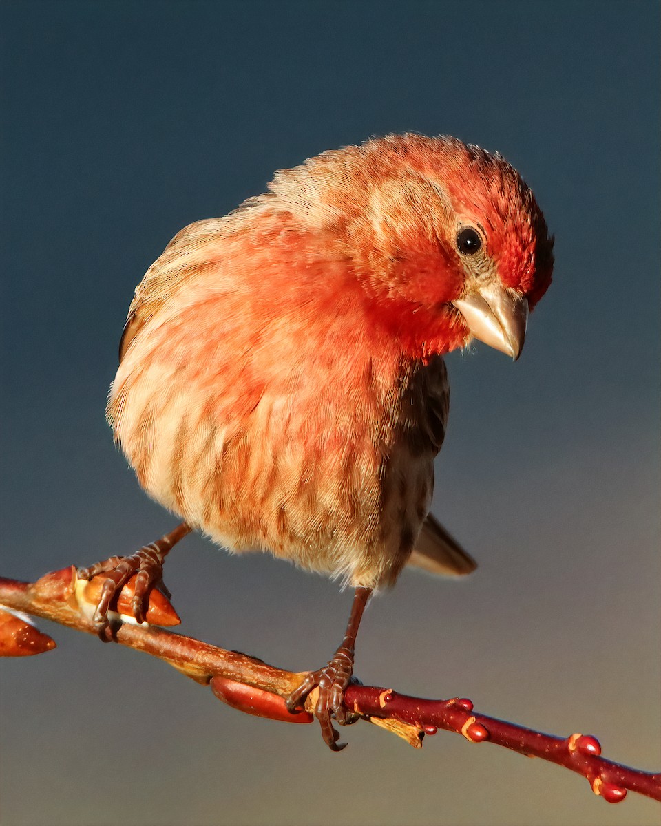 House Finch - ML615930004