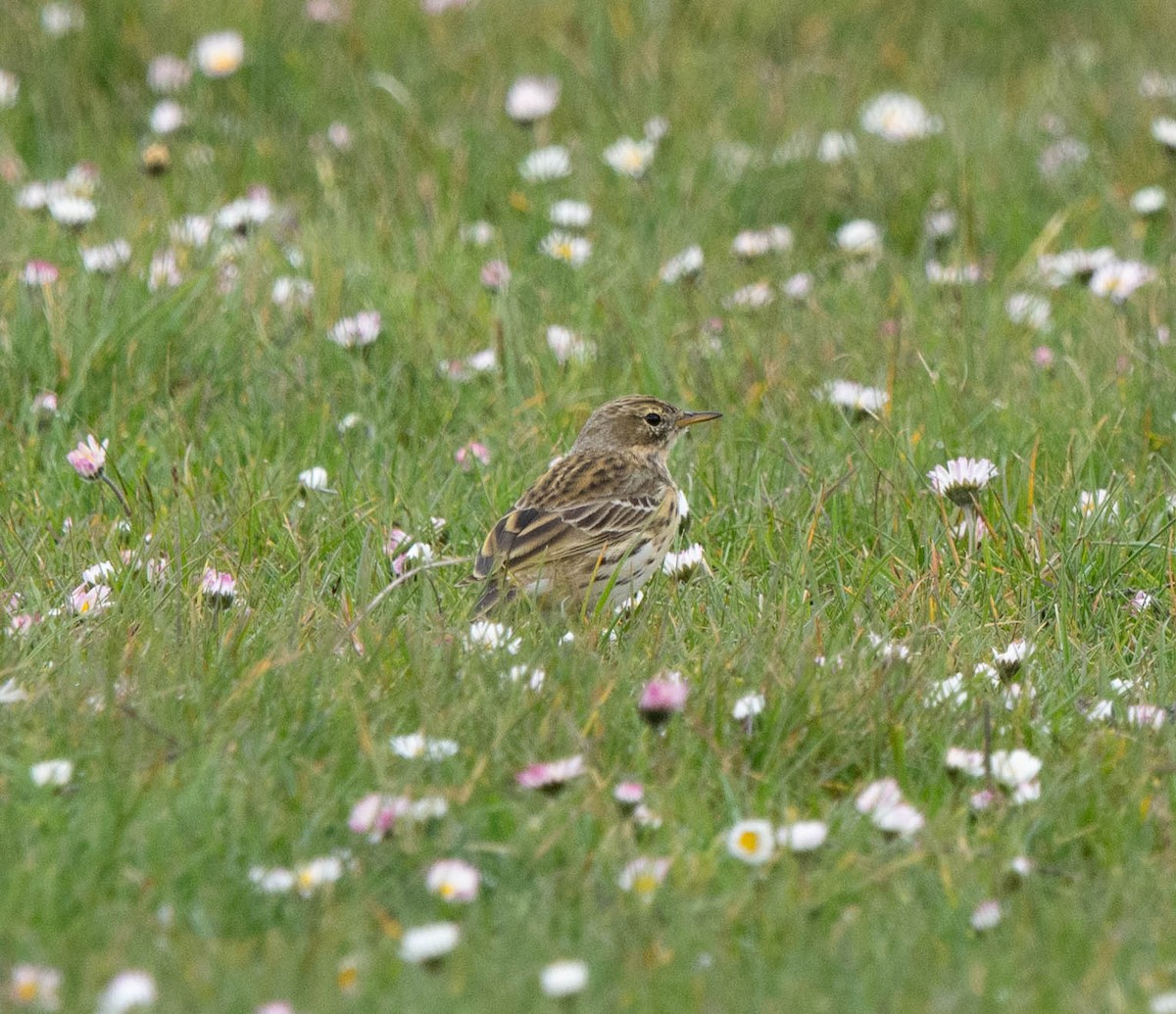 Meadow Pipit - ML615930031