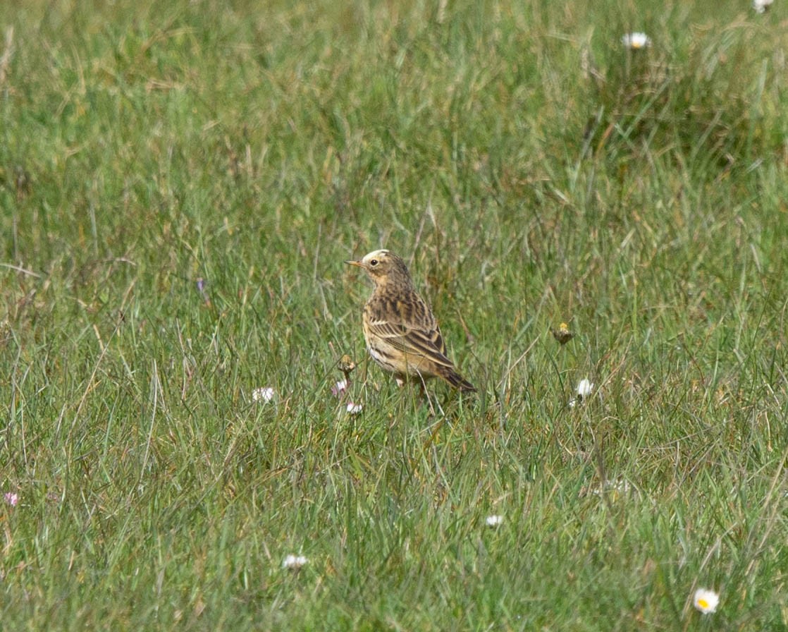 Meadow Pipit - ML615930032