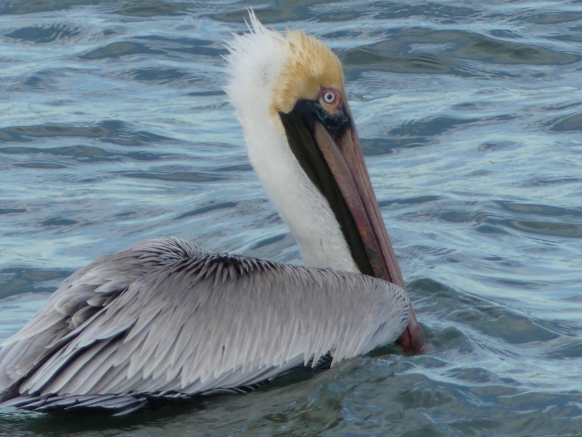 Brown Pelican - Sandra Spence