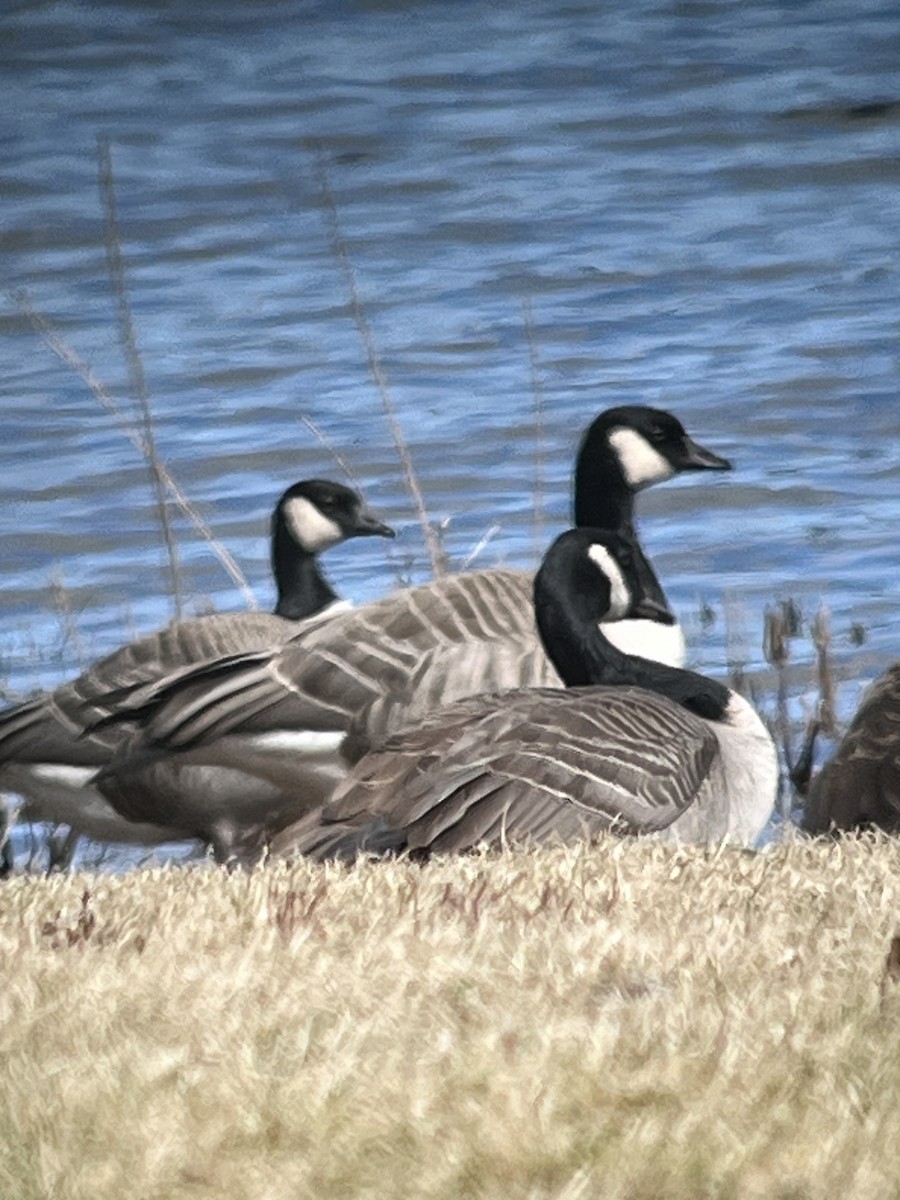 Cackling Goose - ML615930052