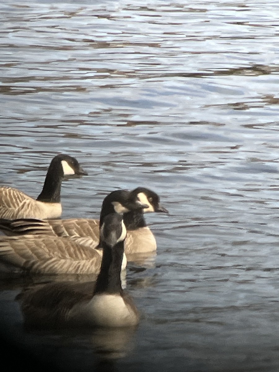 Cackling Goose - ML615930053