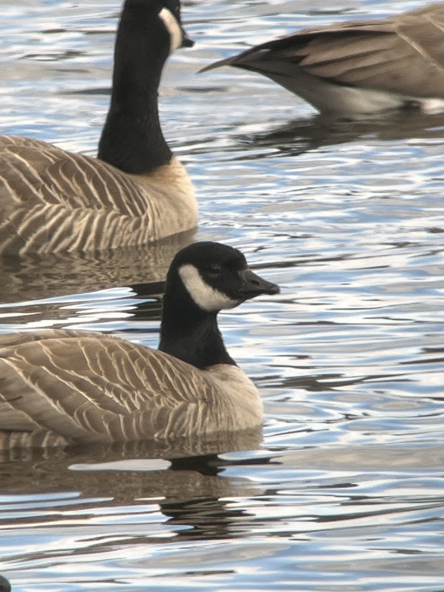 Cackling Goose - ML615930055