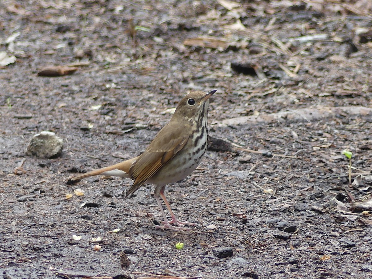 Hermit Thrush - ML615930078