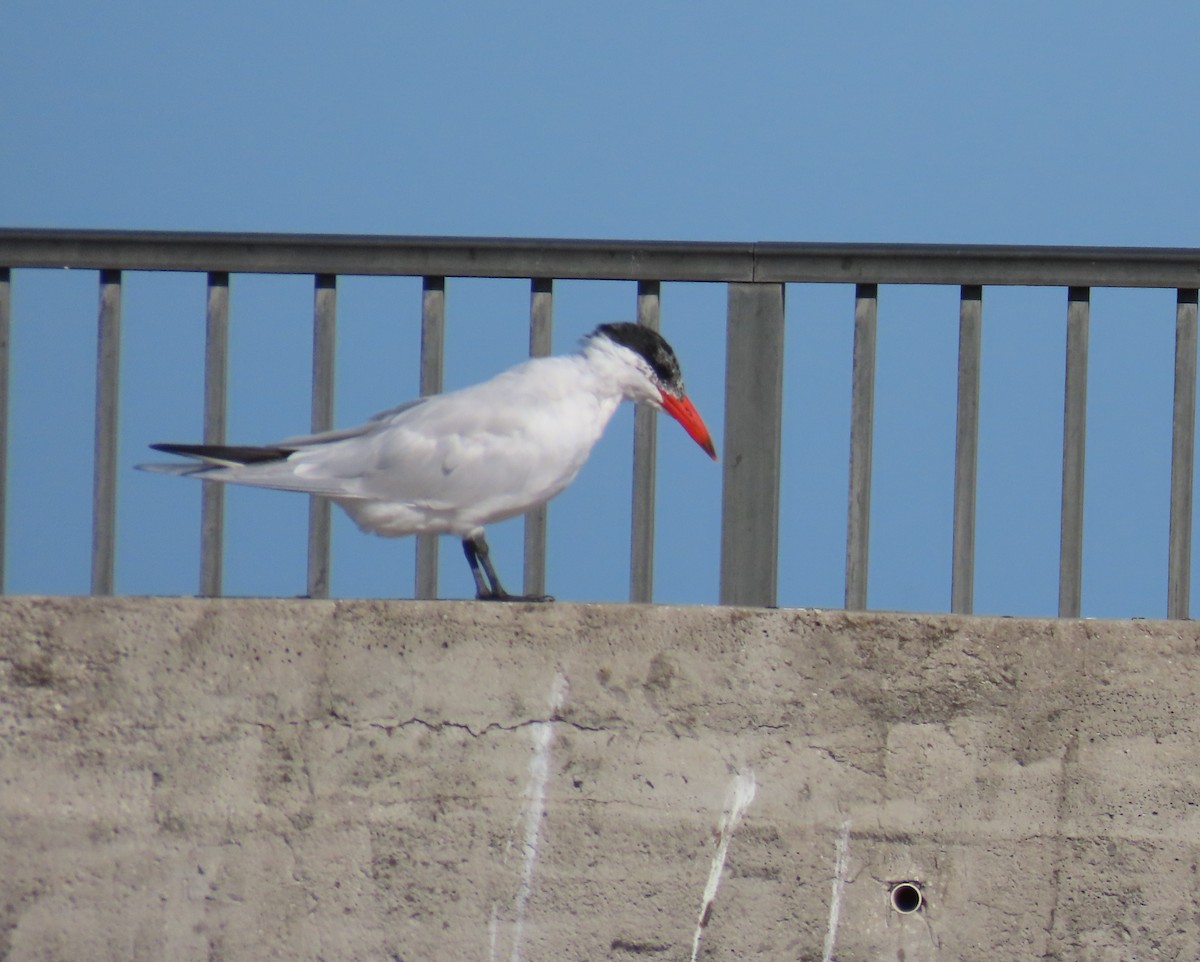 Caspian Tern - ML615930136