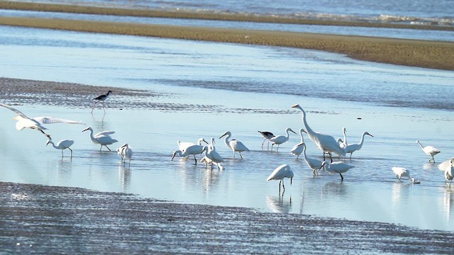 Snowy Egret - ML615930180