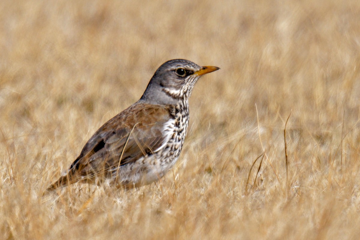 Fieldfare - ML615930181