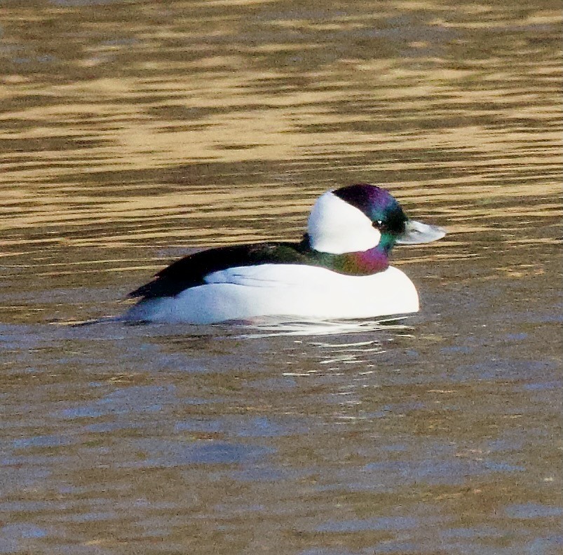 Bufflehead - Michael Yellin