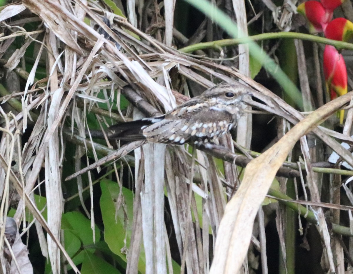 Ladder-tailed Nightjar - ML615930269