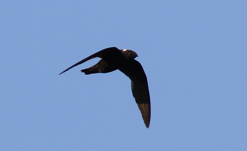 White-naped Swift - Amy McAndrews