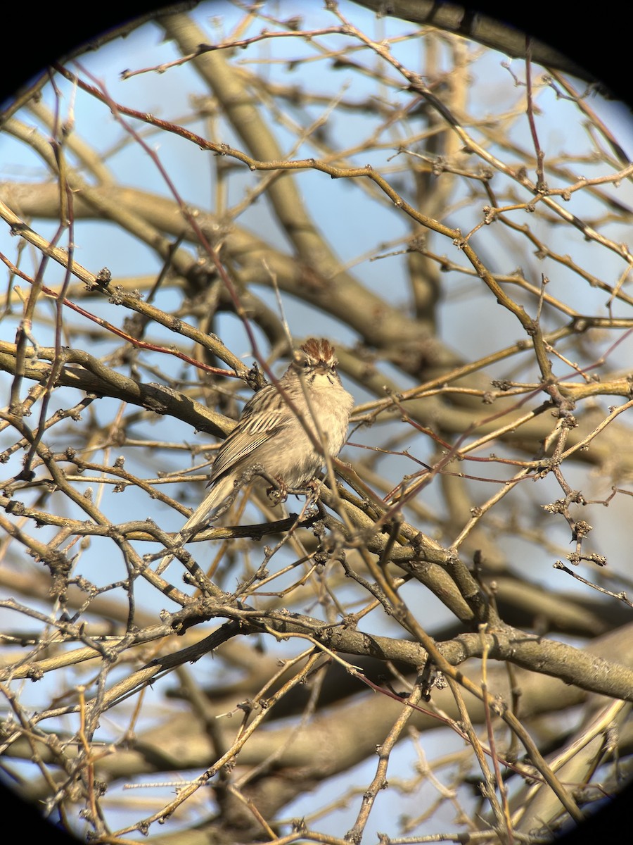 Rufous-winged Sparrow - Ryan Marose