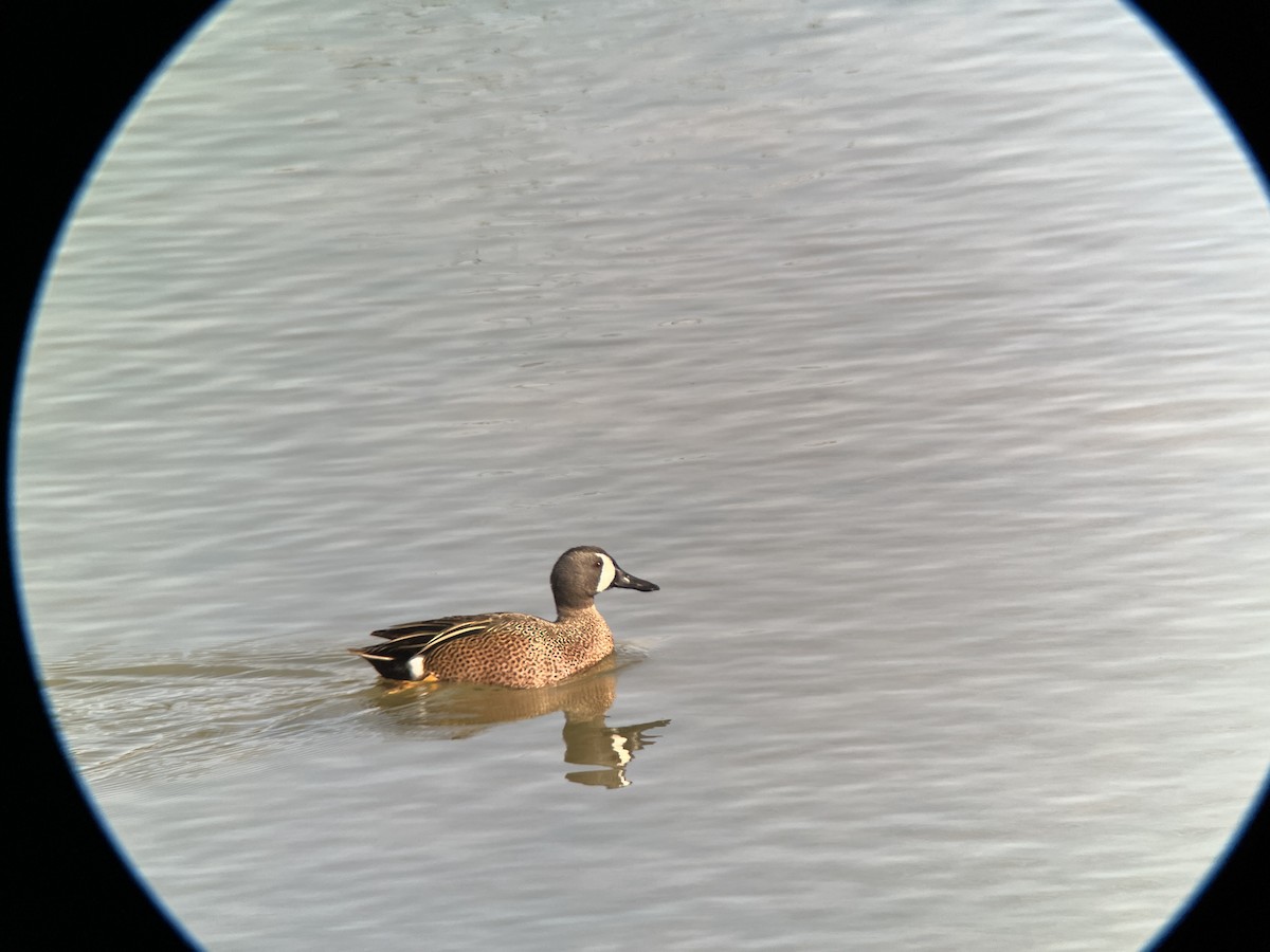 Blue-winged Teal - Ryan Marose