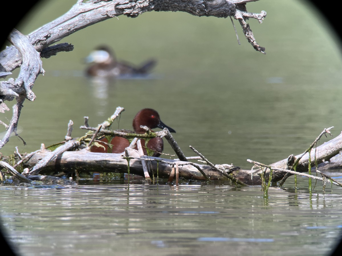 Cinnamon Teal - Ryan Marose