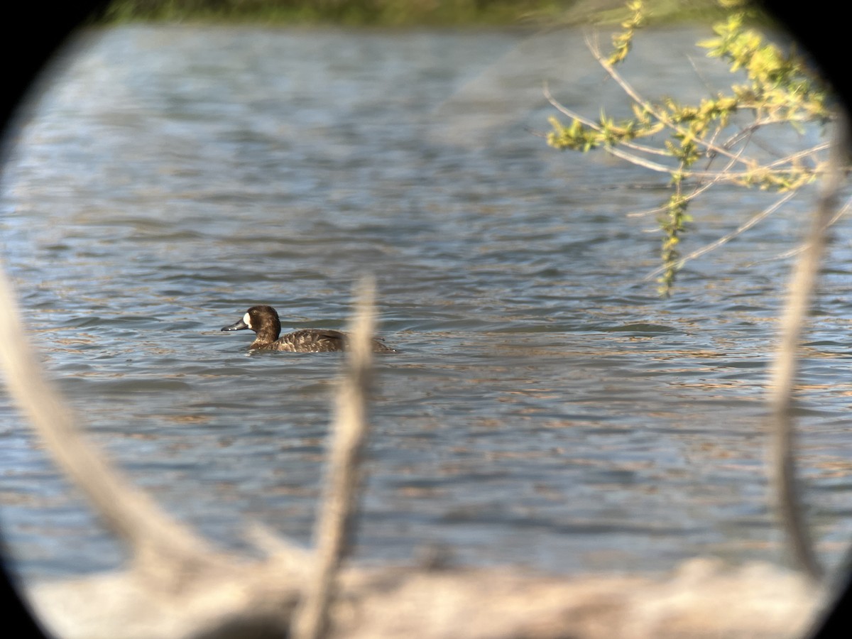 Lesser Scaup - ML615930439