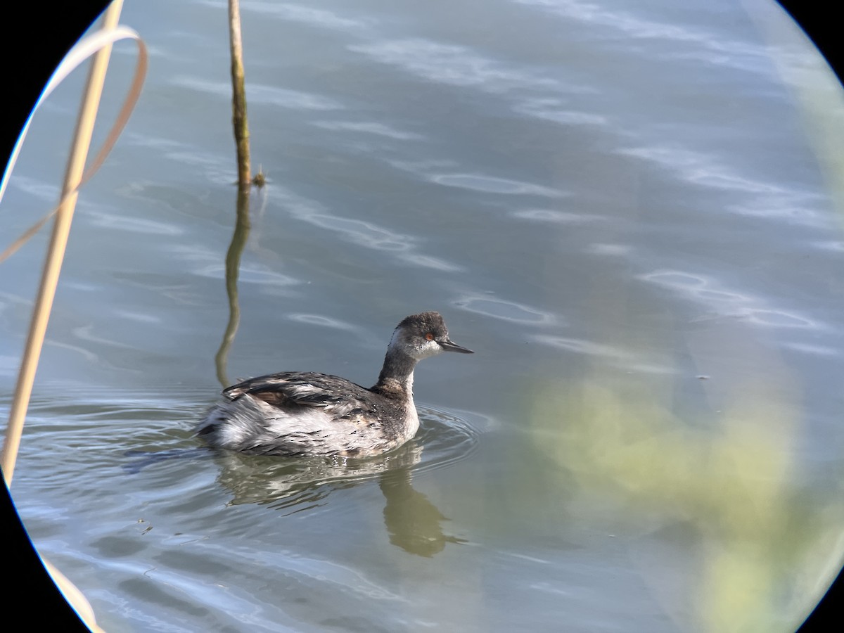 Eared Grebe - Ryan Marose