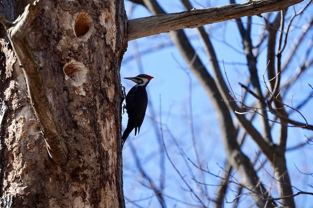 Pileated Woodpecker - ML615930505