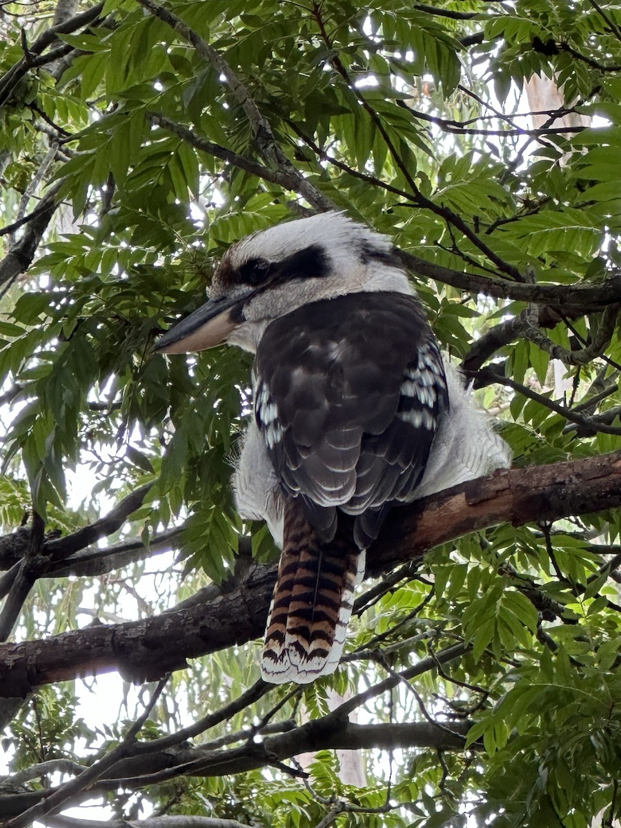 Laughing Kookaburra - ML615930538