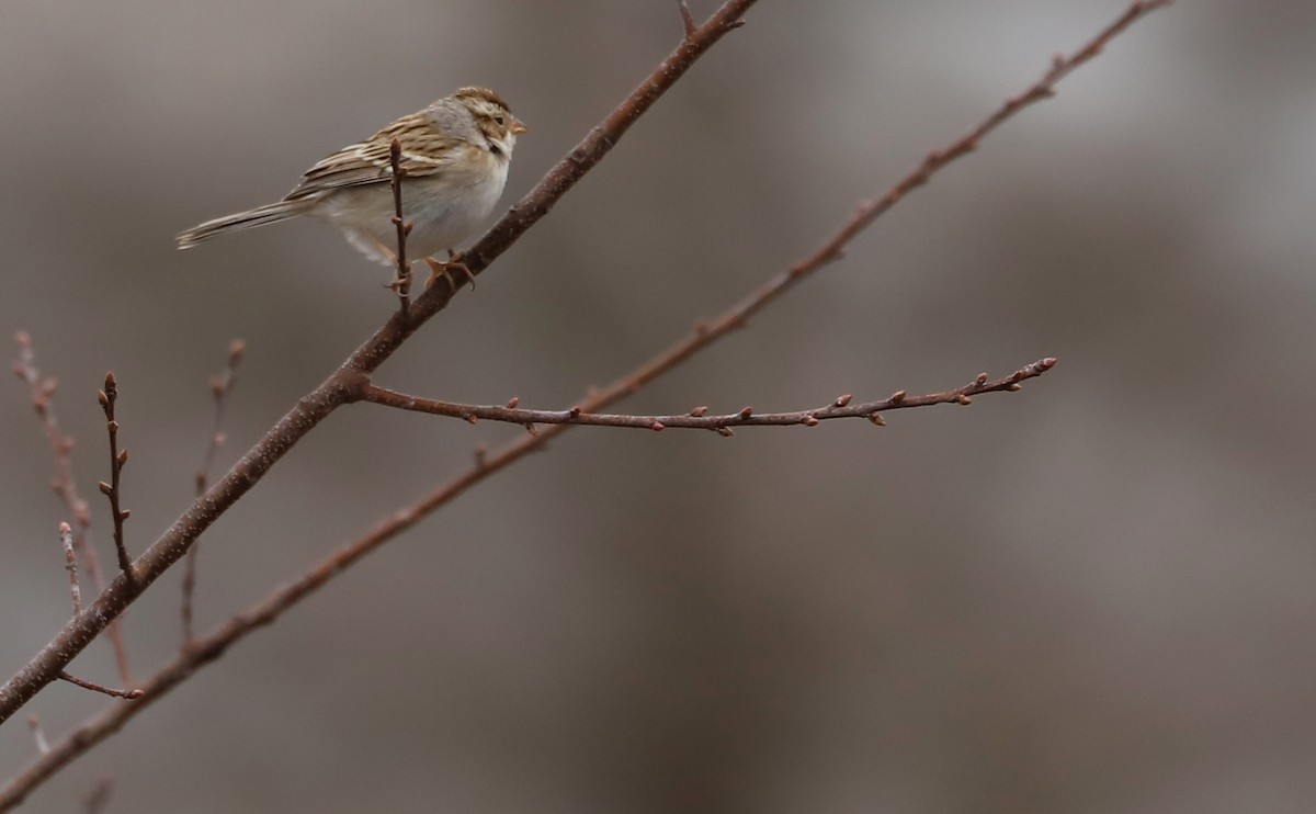 Clay-colored Sparrow - Rob Bielawski