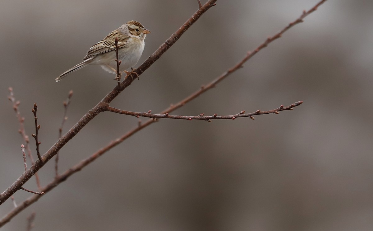 Clay-colored Sparrow - Rob Bielawski