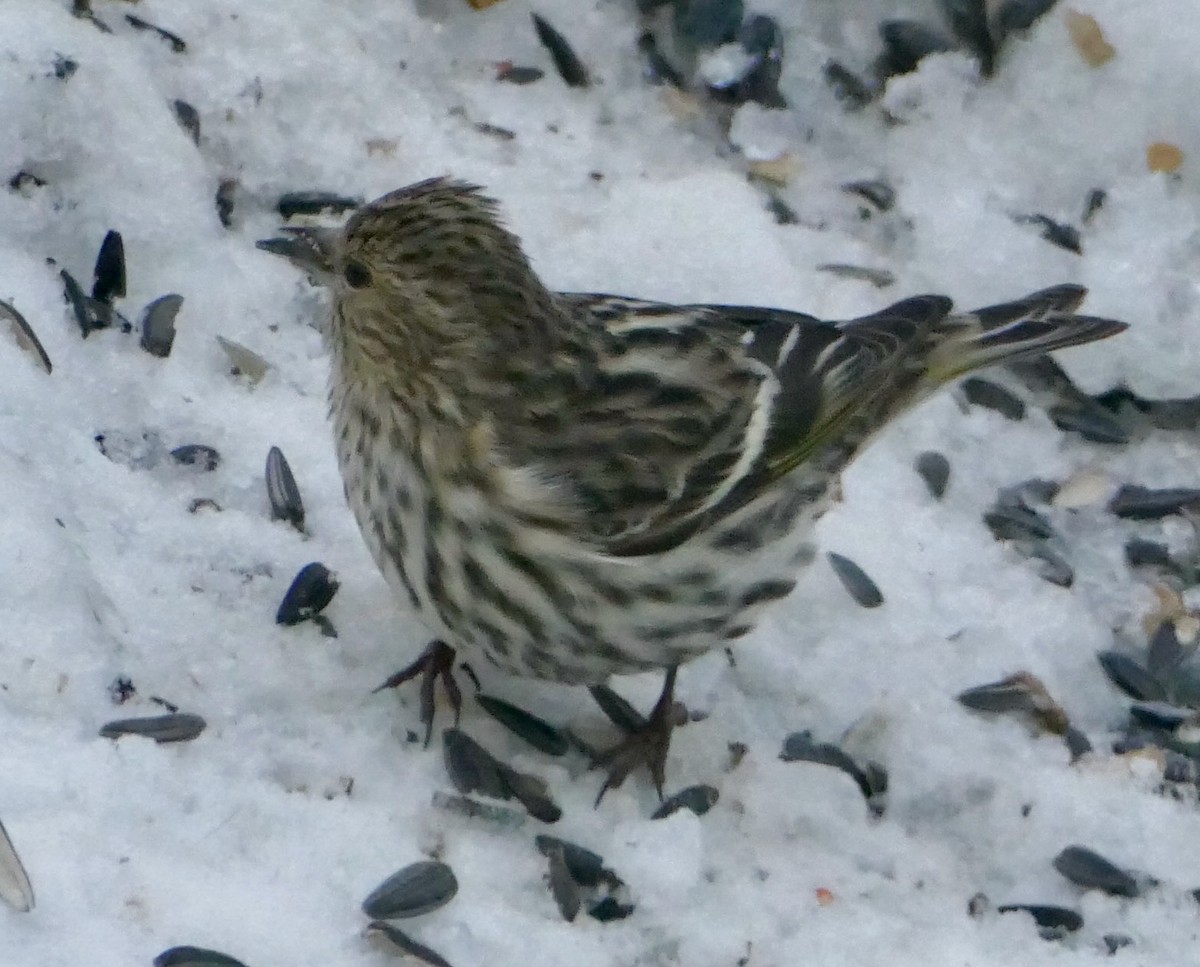 Pine Siskin - ML615930579