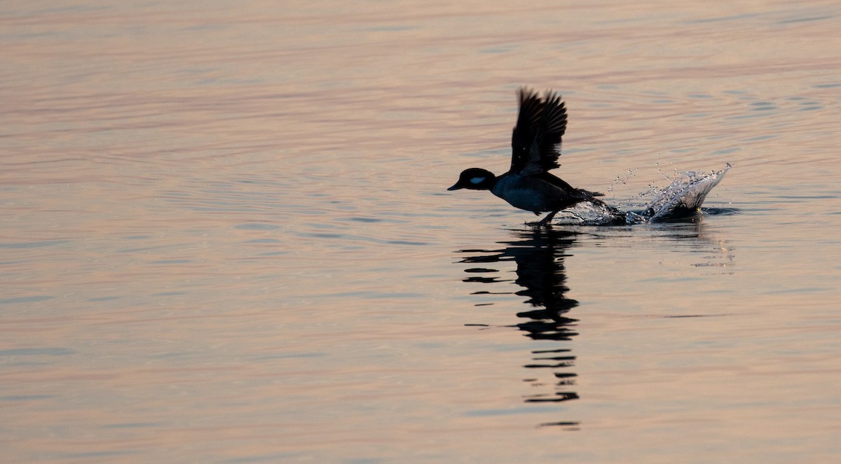 Bufflehead - Mhairi McFarlane