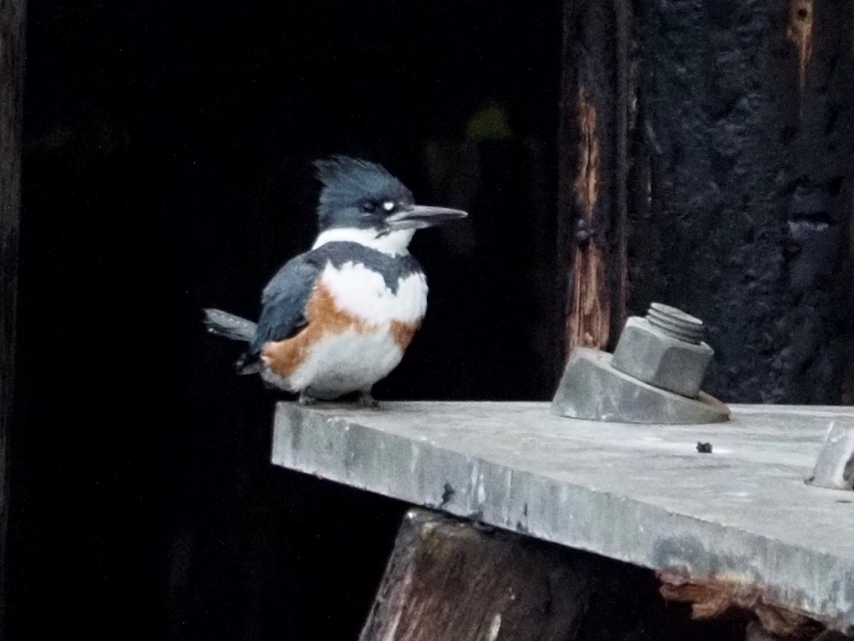 Belted Kingfisher - ML615930603
