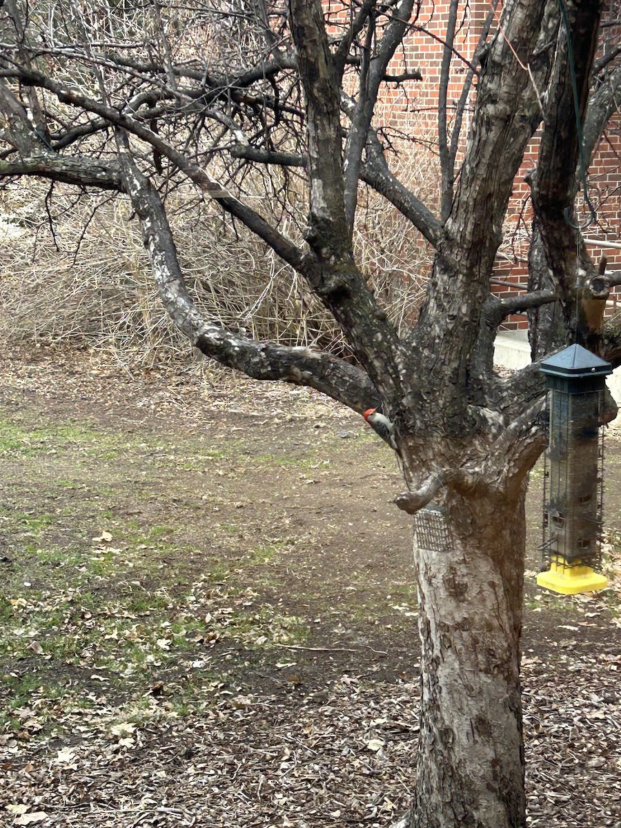 Red-bellied Woodpecker - ML615930609