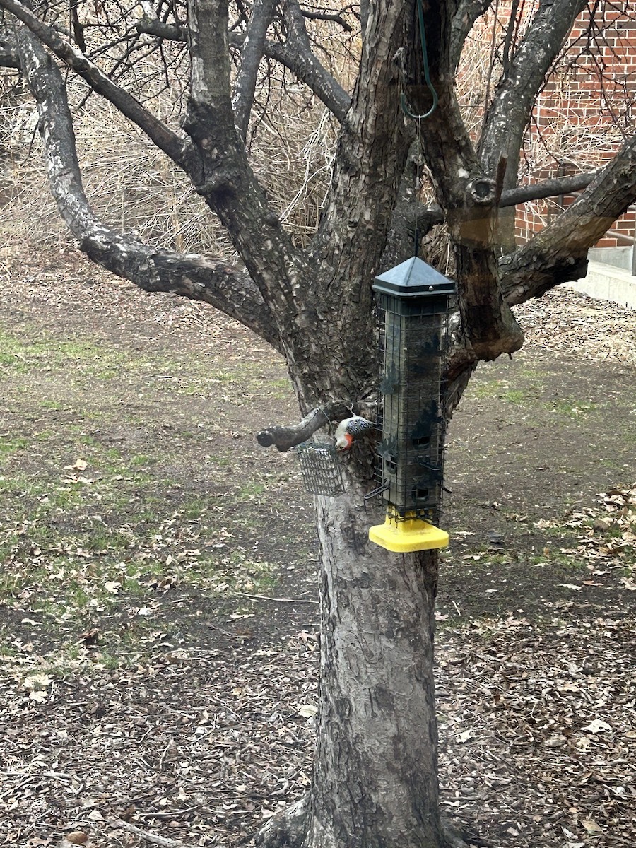 Red-bellied Woodpecker - ML615930610