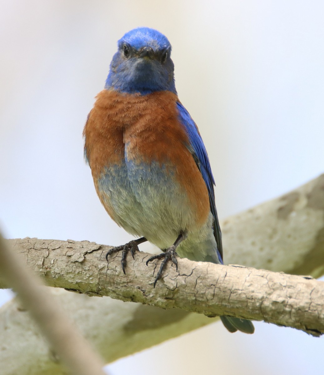 Western Bluebird - Butch Carter