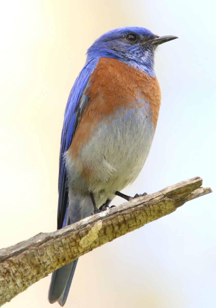 Western Bluebird - Butch Carter