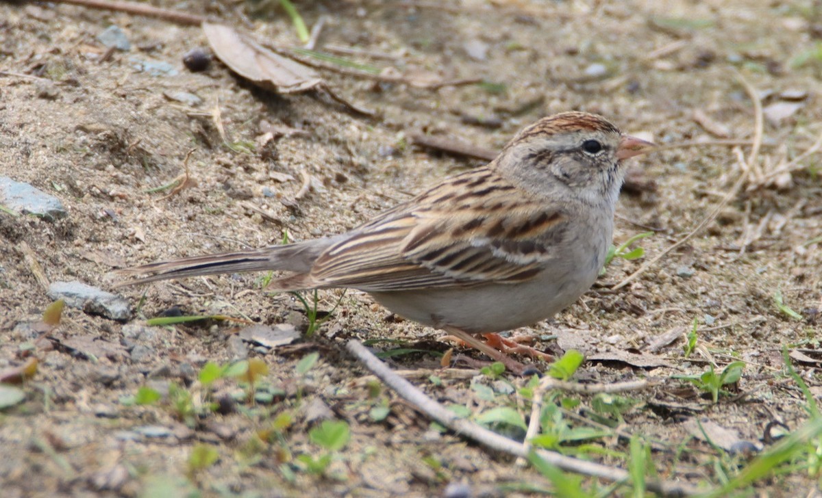 Chipping Sparrow - Butch Carter