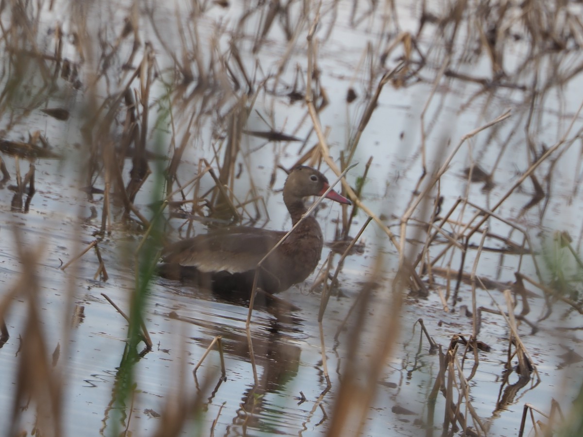 Black-bellied Whistling-Duck - John Hiebert