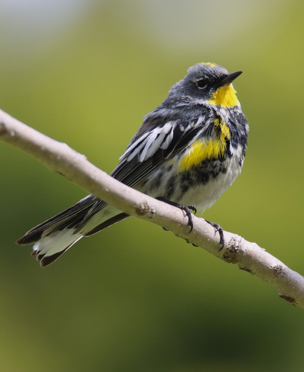 Yellow-rumped Warbler (Audubon's) - Butch Carter