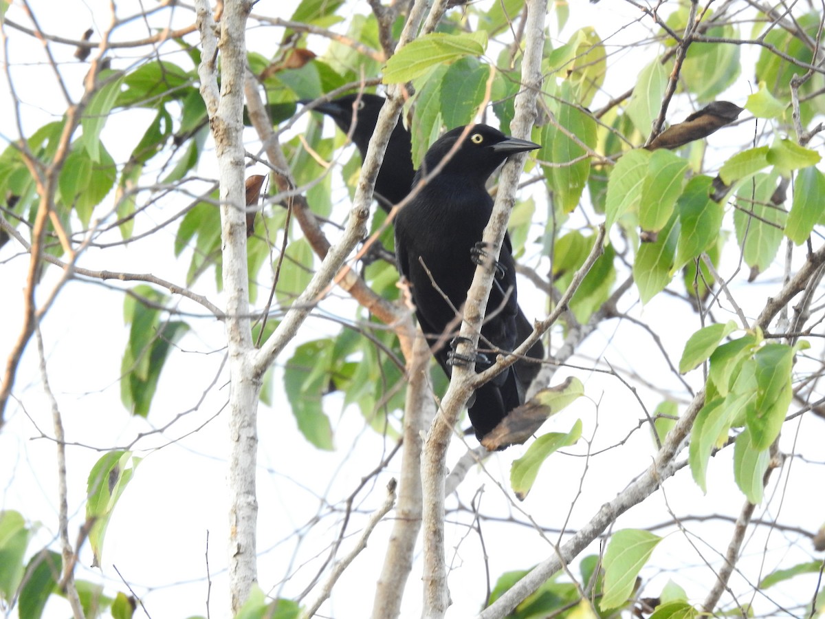 Greater Antillean Grackle - ML615930866