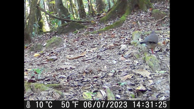 Gray-fronted Dove - ML615930916