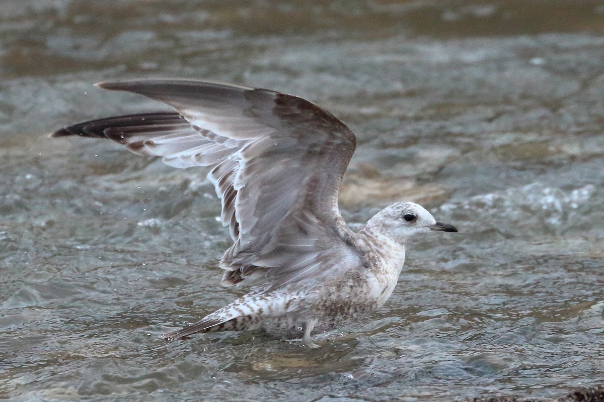 Short-billed Gull - ML615930930